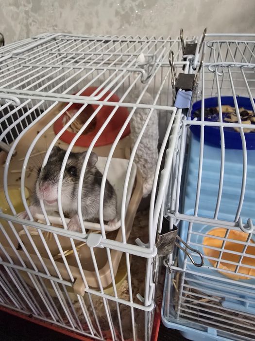 Джунгарский хомяк