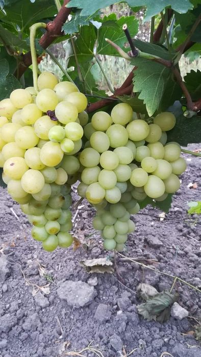 Butasi de vită de vie de anul 2 și de anul 3