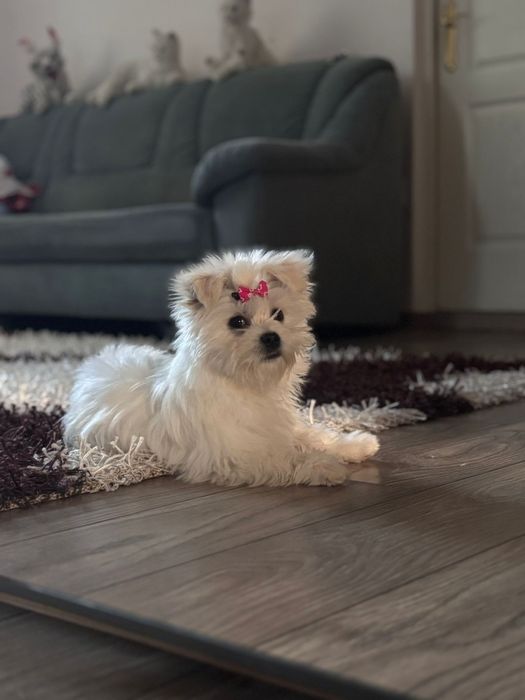 cățeluș bichon maltez