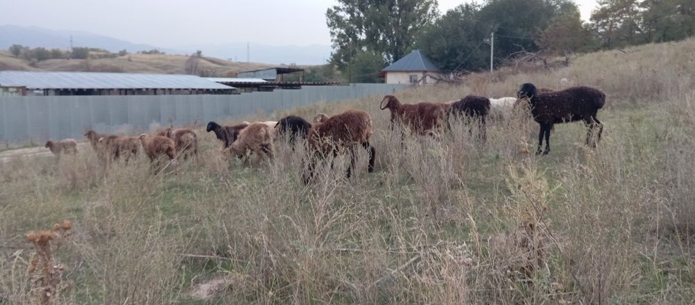 Продам 10 баранов (токты)