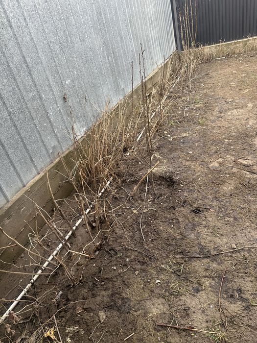 Малина саженцы бесплатно