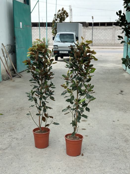 Magnoliya Магнолия Little gem Грандифлора