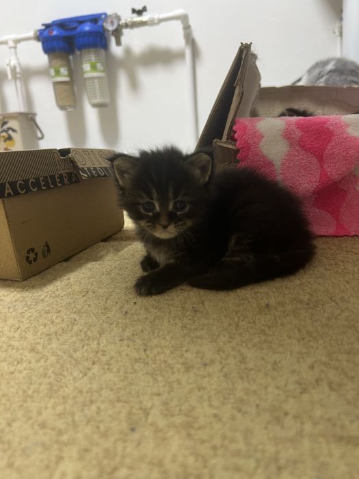 Чистокровные котята мейн кун