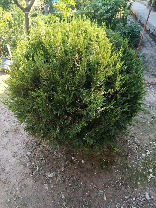 Shar,skelet va pryamoy archalar tayyor kesilgan