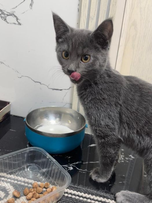 Котёнок британская