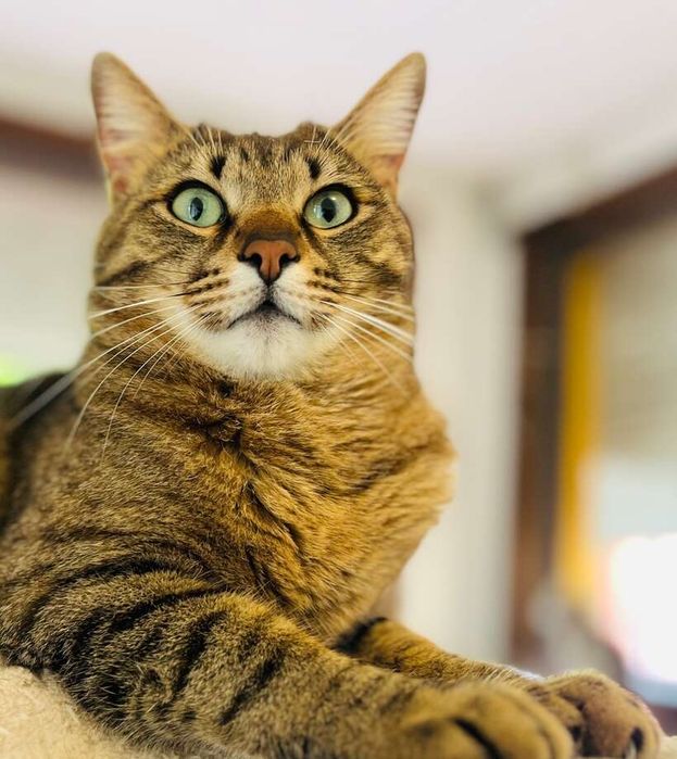 Мъжко таби коте търси дом