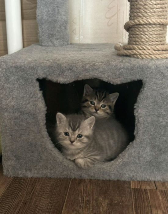 Британские котята
