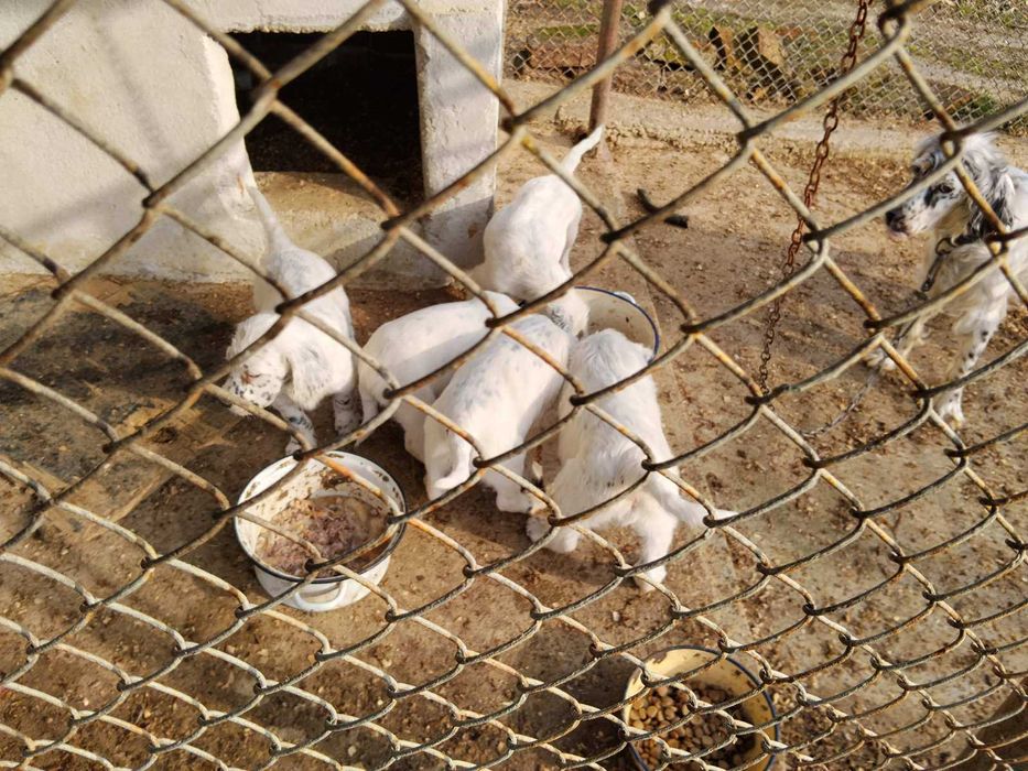 Английски сетерчета