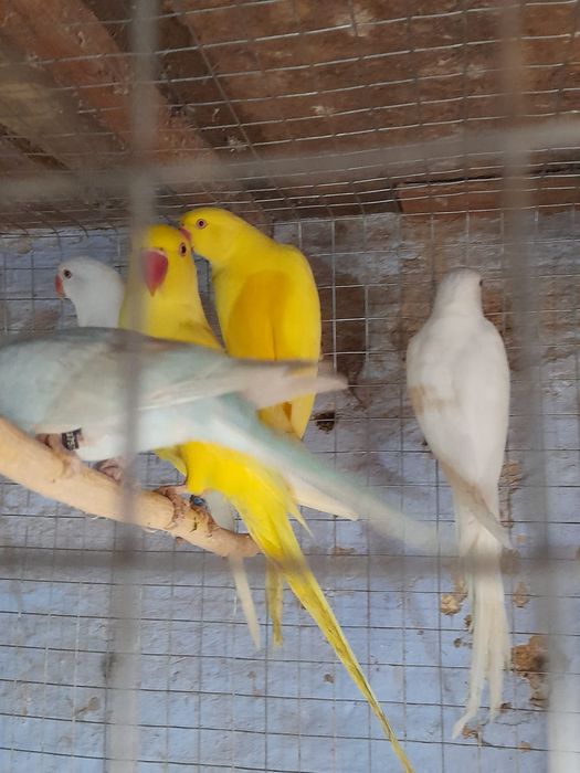 Papagalii Micul Alexandru