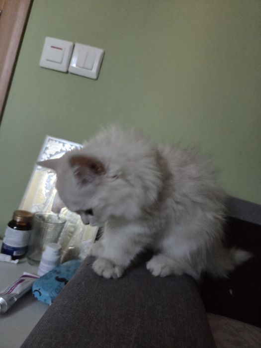 British longhair chinchilla silver