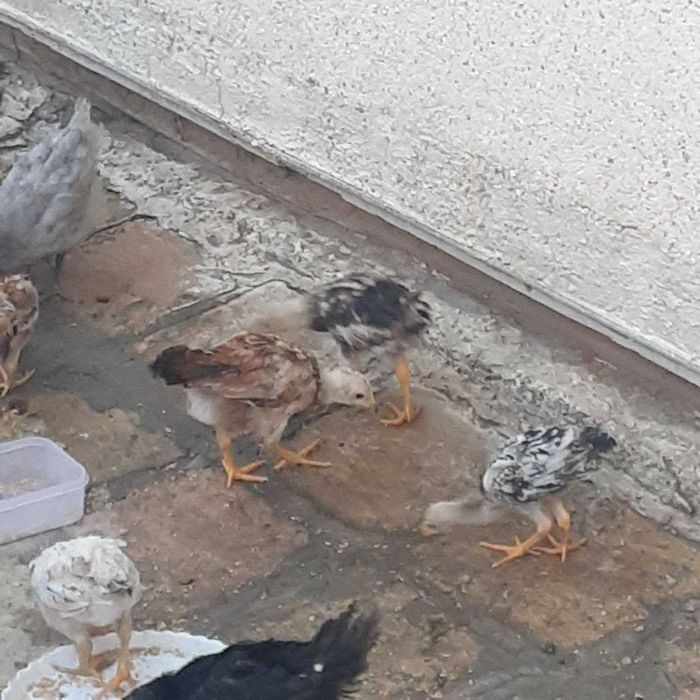 Жужалар, 2 ойлик дакан