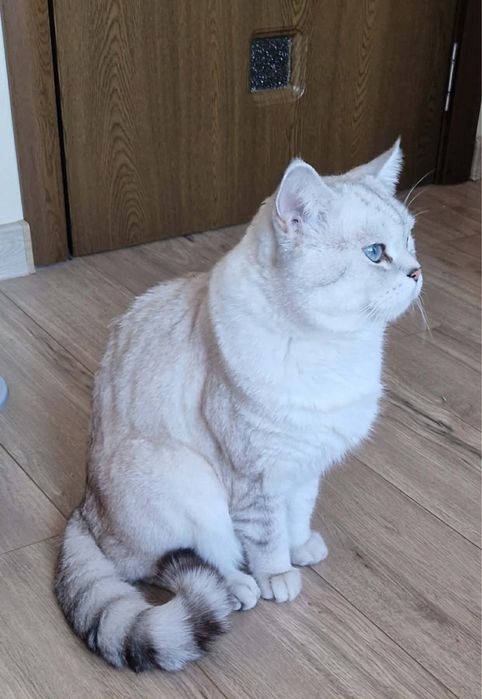 Британско коте таби