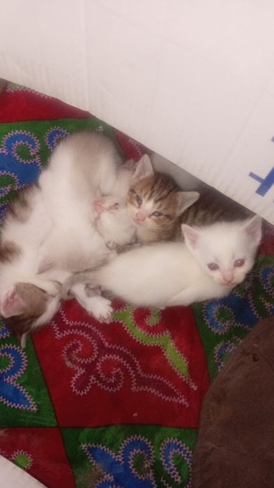 Отдам котят  в добрые руки