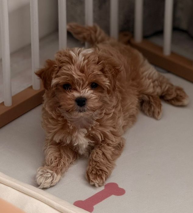 Шикарные малыши Мальтипу ф1ф1