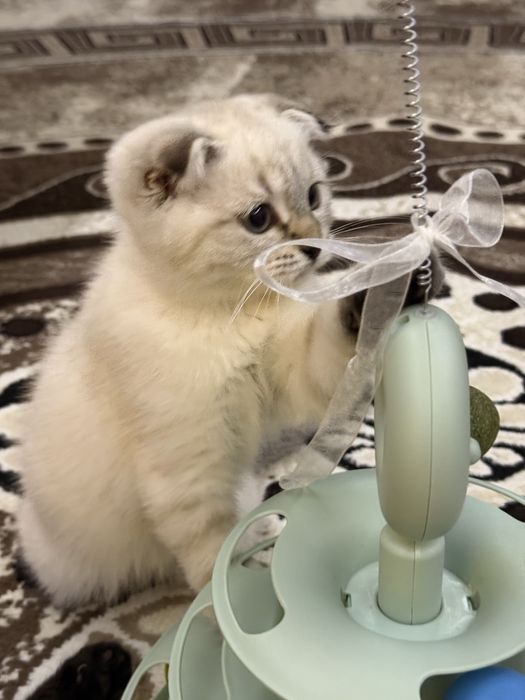 Скотиш фолд мальчики ! Котятам по 3 месяца