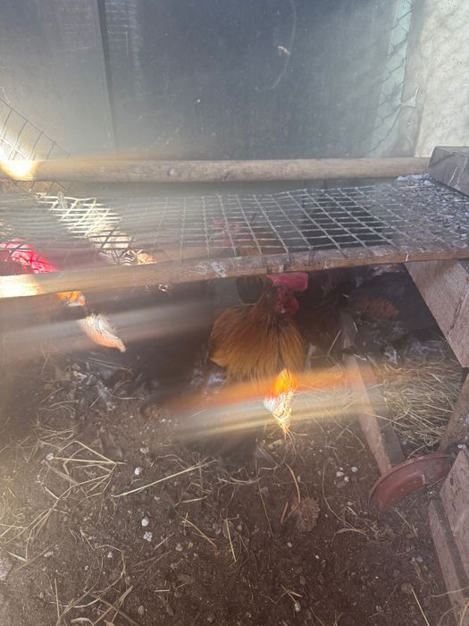 Продам петухов недорого