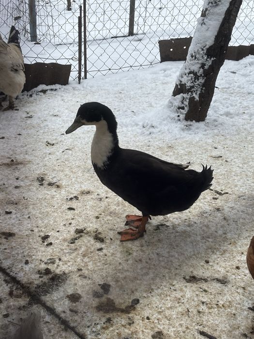 Rate lesesti, ratoi romanesc, gascan lesesc si cocosi pitici