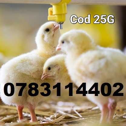 Adapatori gaini pui rate fazani prepelite porumbei pauni curci - 25G