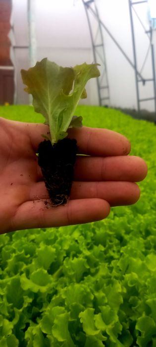 Разсад салата,лук,копър,магданоз