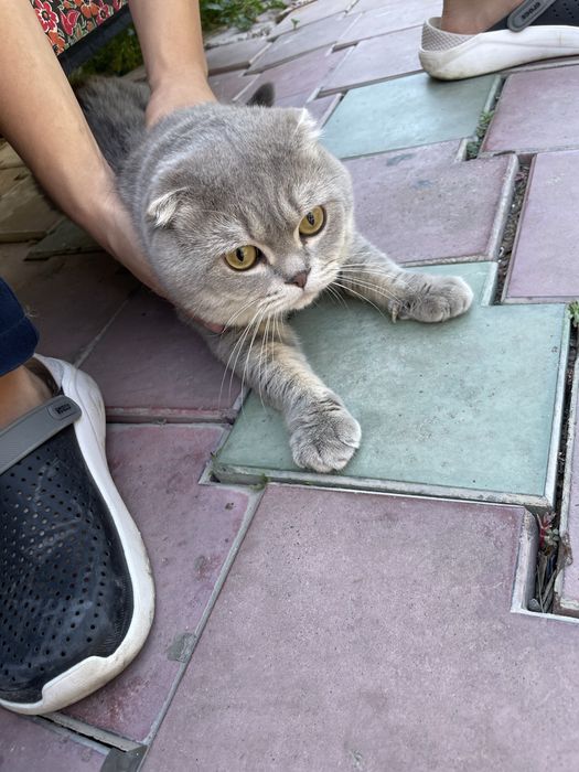 Mushuk scottish fold