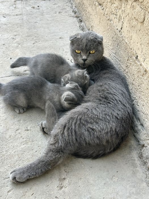 Продается шотландский котят