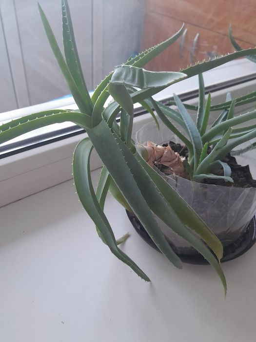 Продам алоэ лечебное