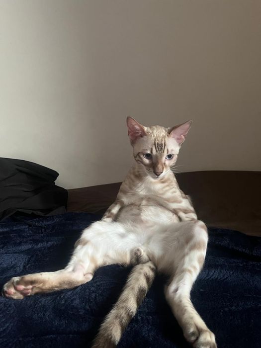 Бенгальский кот