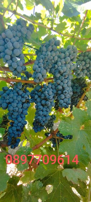Продавам грозде за вино и ракия