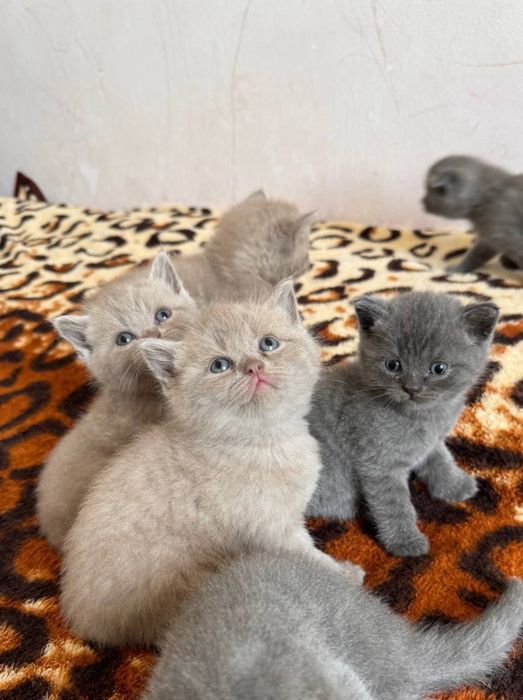 Открыт бронь на элитных котят Чистакровные Скотиш Фолд и Страйты