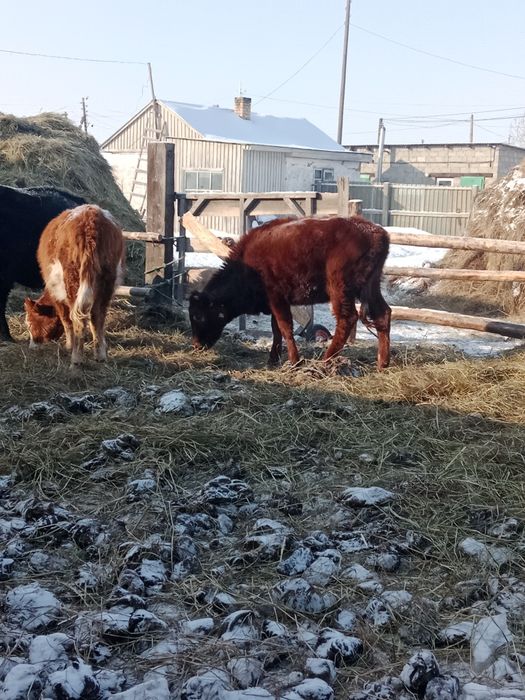 Продам 12 кастрат