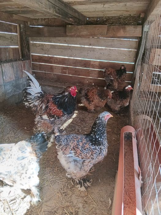 Ouă Brahma porțelan si bobat