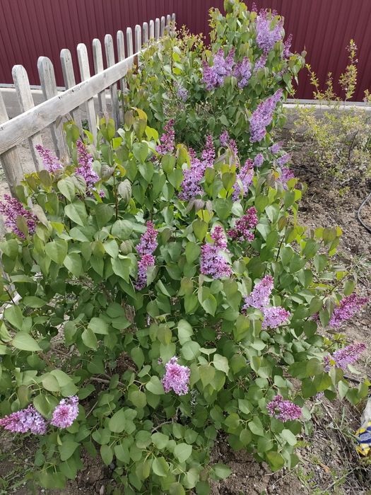 Сирень веткасы 500тг