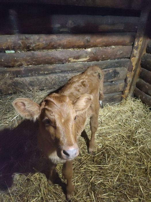 Продам телят телёнка