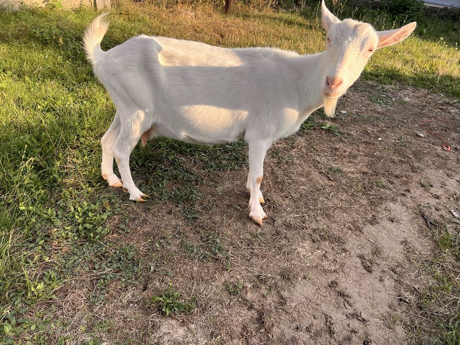 VÂND CAPRE rasa Saanen, tineret si mature