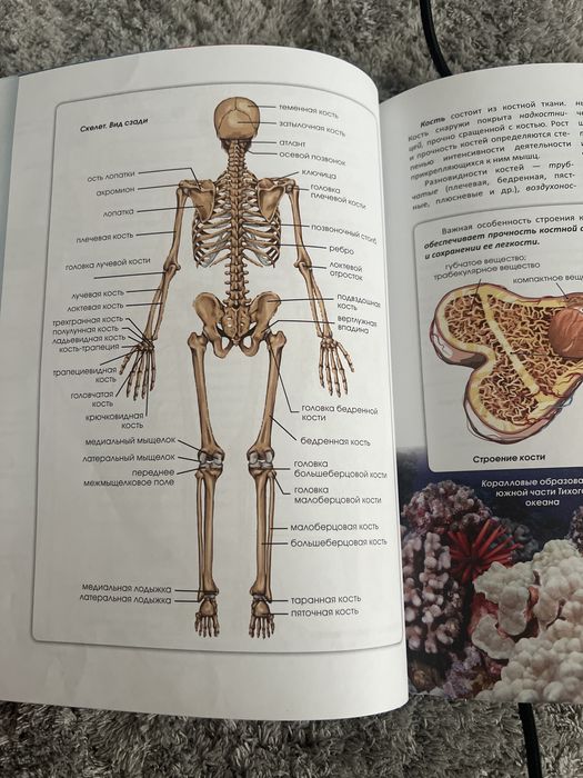 Анатомии человека