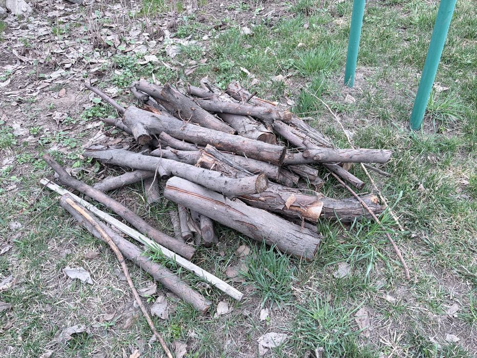 Бревна деревьев, полена