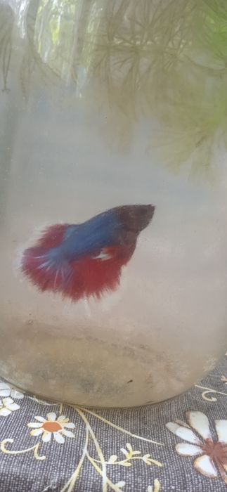 Петушок рыбка молодые