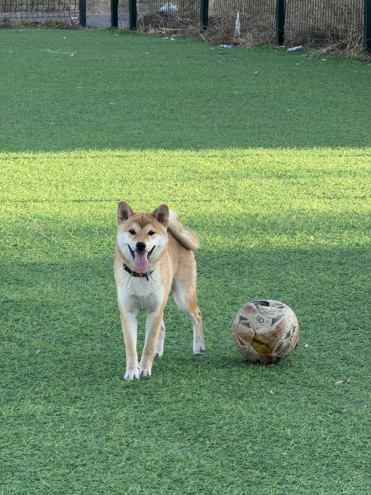 Вязка Сиба Ину. .