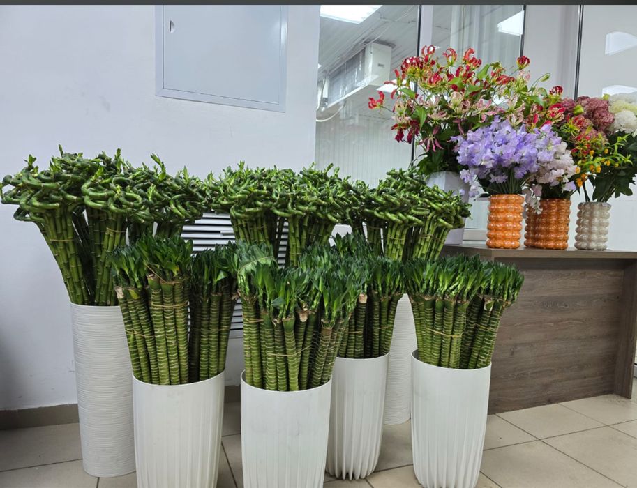 Бамбук тигровый необычный