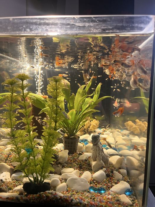 Pesti de acvariu (guppy)