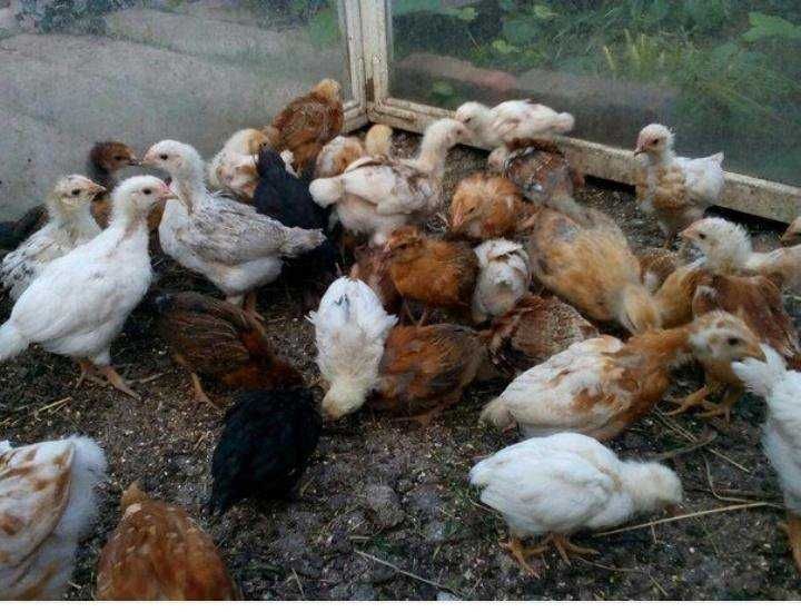 Продам цыплят домашних