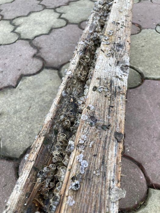 Driftwood, lemn cu patină si scoici pentru decor