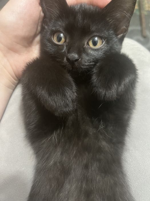 Котенок ласковая девочка