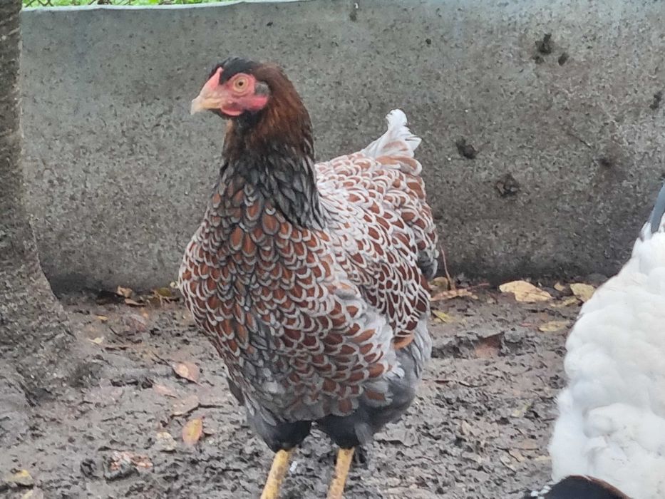 Gaina Wiandotte rosu albastru (auriu albastru)