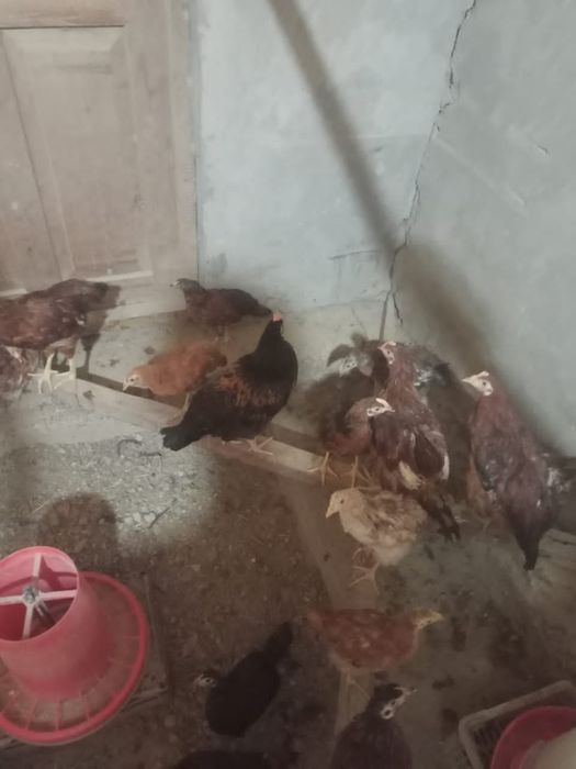 Домашние куры несушки!