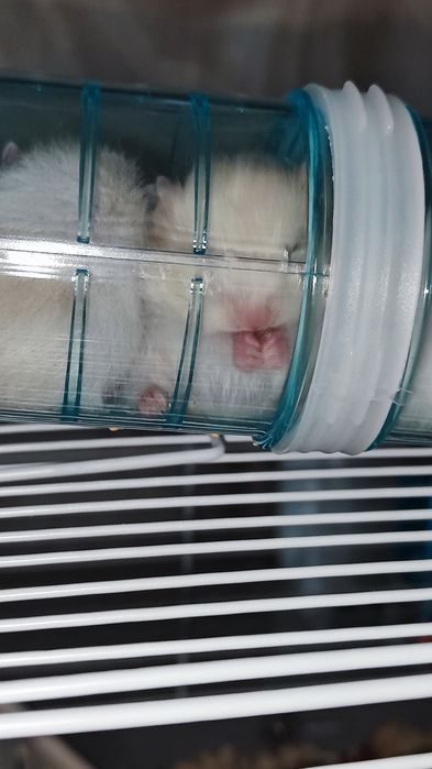 Хомячки сирийские