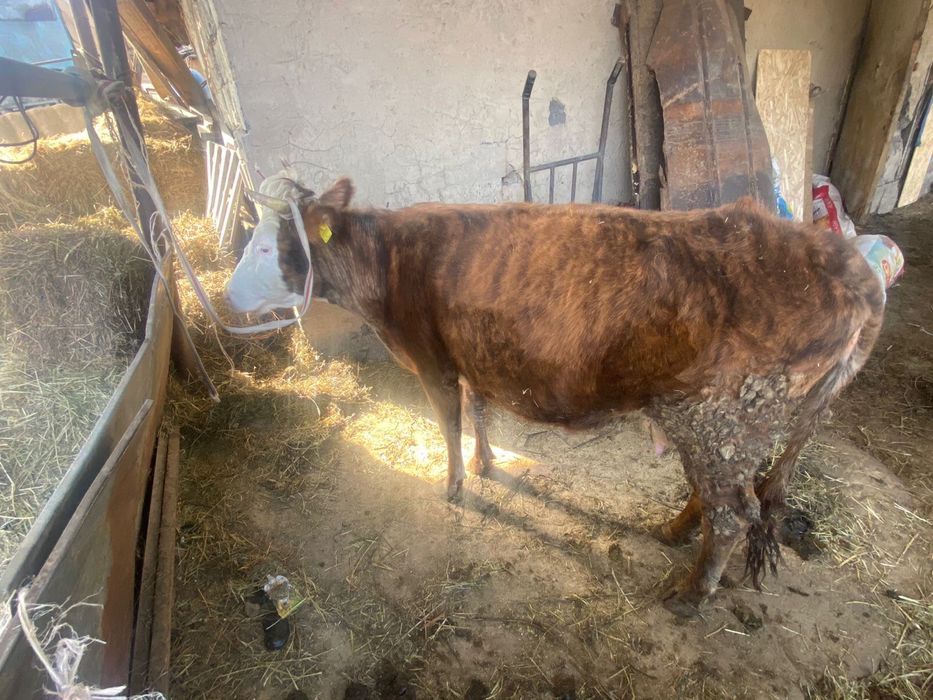 Продам коров хорошие дойные