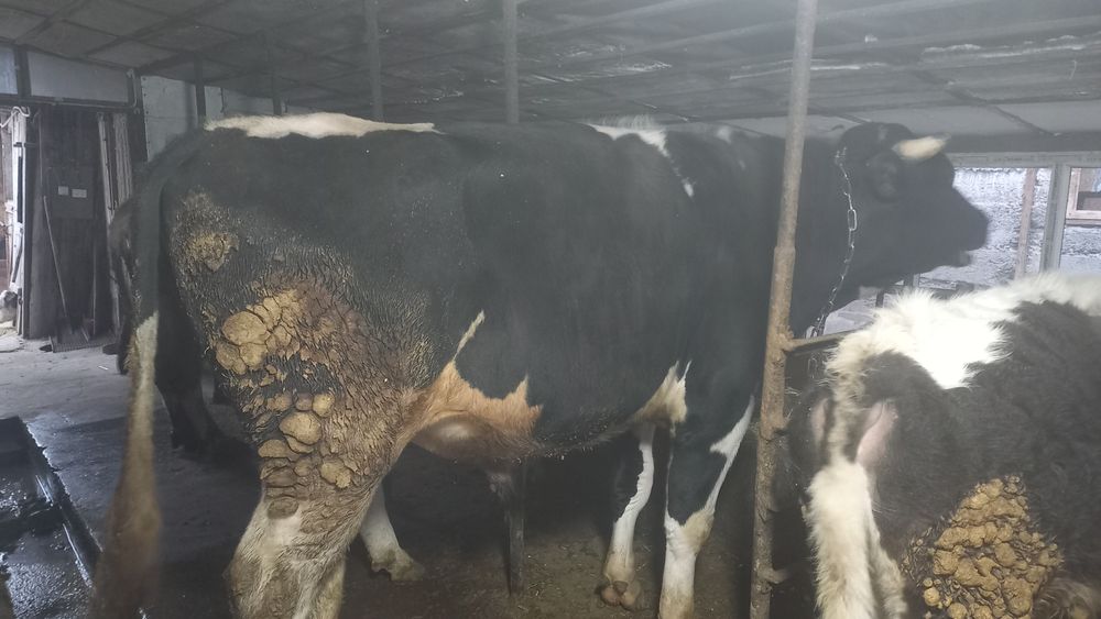 Продам голштеин 2 года возраст