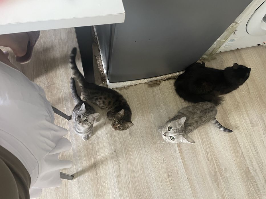 Котята , кошка и 1 кот