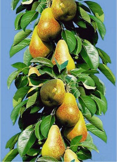 Колонни и Мини овощни дръвчета